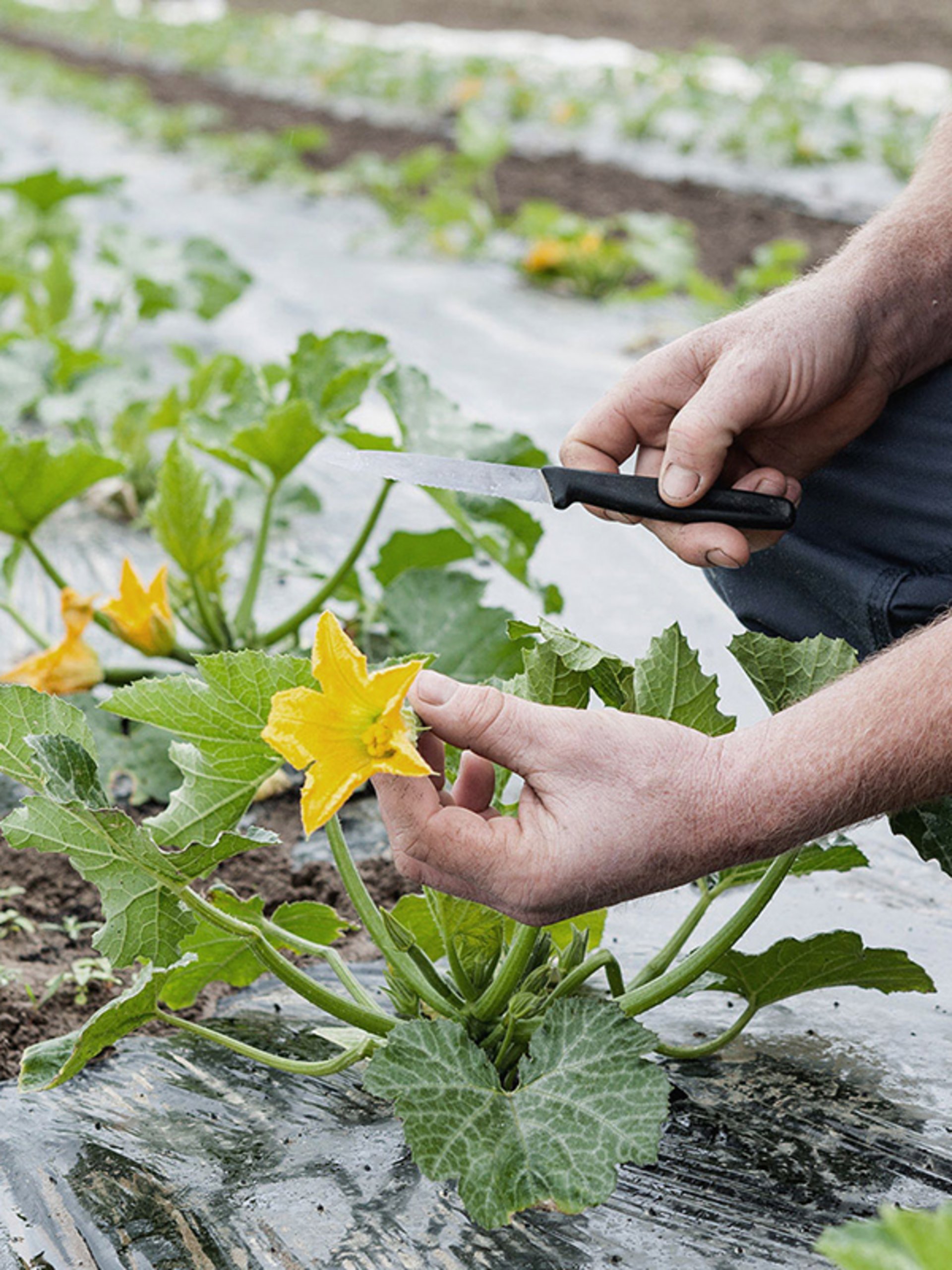 Man working in the field