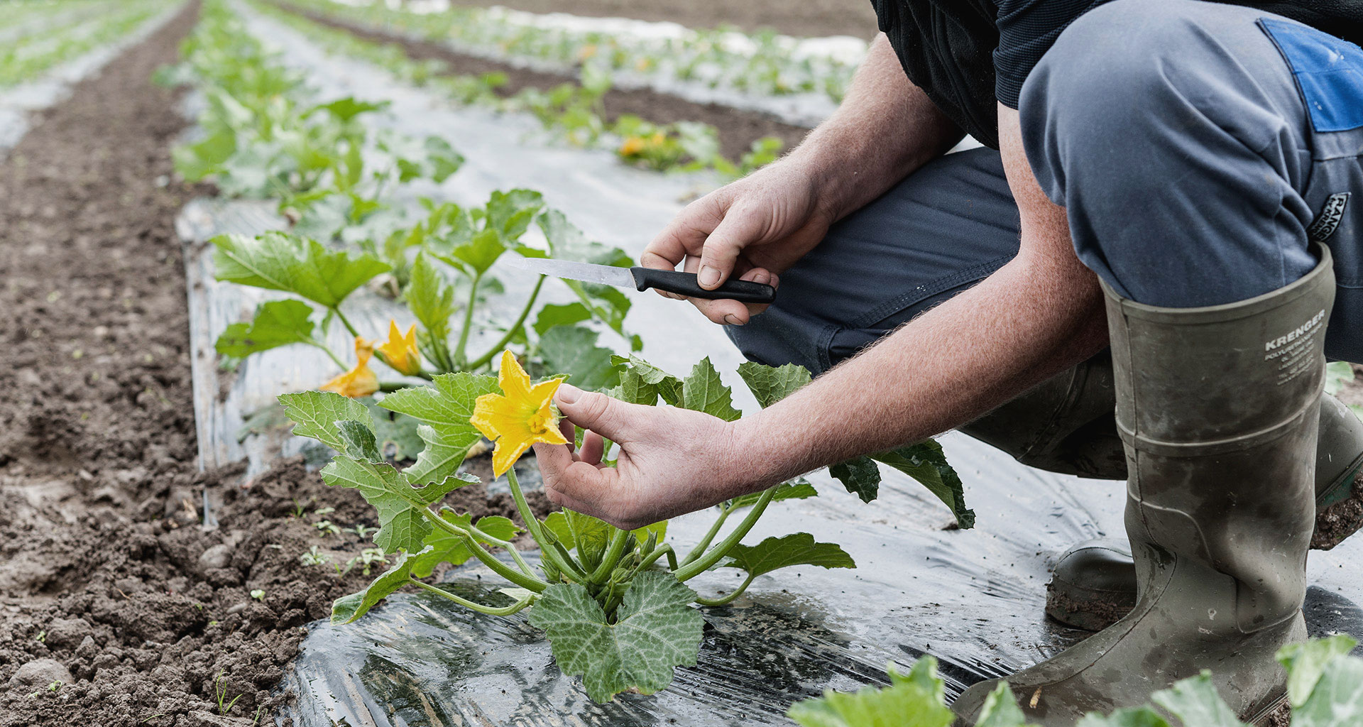 Man working in the field